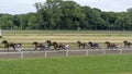 People watch trotting derby, Sunshine on the trotting track. Horses, Jocky, Sulky Royalty Free Stock Photo