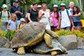 People watch two Galapagos tortoise mating