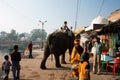 People watching the elephant on the sunny street Royalty Free Stock Photo