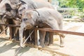 Wild elephant in animal park