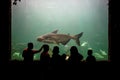 People watching fish in aquarium Royalty Free Stock Photo