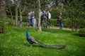 People watching a peacock in Kyoto Garden, a Japanese garden in Holland Park, London, UK Royalty Free Stock Photo