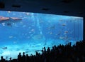 People watching whale shark and manta rays in Aquarium