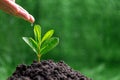 People are watering small plants by hand on green blur nature background, earth day or world environment day concept. Green world Royalty Free Stock Photo