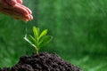 People are watering small plants by hand on green blur nature background, earth day or world environment day concept. Green world Royalty Free Stock Photo