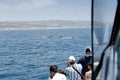 people whale watching, dolphins