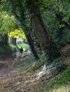 People who are out of focus are walking in Halnaker tree tunnel in West Sussex UK with sunlight shining through the leaves. Royalty Free Stock Photo