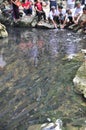 People are wishing good luck from the Vietnamese God fish in the God stream of Cam Luong in Thanh Hoa province