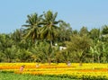 People work on flower fields in Mekong Delta, southern Vietnam