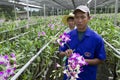 People work at the orchid farm in Samut Songkram, Thailand. Royalty Free Stock Photo