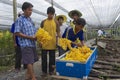 People work at the orchid farm in Samut Songkram, Thailand. Royalty Free Stock Photo