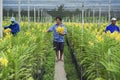 People work at the orchid farm in Samut Songkram, Thailand. Royalty Free Stock Photo