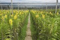 People work at the orchid farm in Samut Songkram, Thailand. Royalty Free Stock Photo