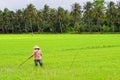 People work on rice field at Hong Ngu town in Dongthap, Vietnam