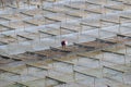 People work on wooden frames and ropes on seaweed farms on beaches