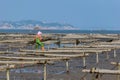 People work on wooden frames and ropes on seaweed farms on beaches