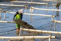 People work on wooden frames and ropes on seaweed farms on beaches