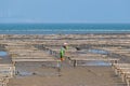 People work on wooden frames and ropes on seaweed farms on beaches