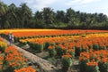 People working on the daisy flower fields