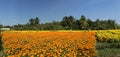 People working on the daisy flower fields Royalty Free Stock Photo