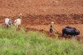 People working in a farm in Vinales Valley, Cuba