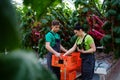 People working in a greenhouse