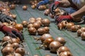 People Working At Onion Sorting Line in Packing House Facility