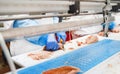 People working.Production line in the food factory stock photo