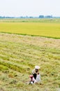 People working on the rice field in Thap Muoi, Vietnam Royalty Free Stock Photo