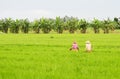 People working on the rice field in Thap Muoi, Vietnam Royalty Free Stock Photo