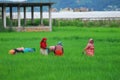 People working in the rice field Royalty Free Stock Photo