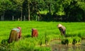 Rice field in Mekong Delta, Southern Vietnam