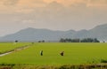 People working on rice fields in Chaudok, Vietnam Royalty Free Stock Photo