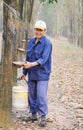 People working at rubber tree plantation in Yenbai, Vietnam