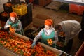 People working on tangerines sorting line