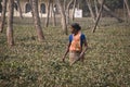 People working in the tea fields in Srimangal, Bangladesh