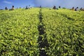 People working in tea plantation