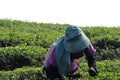 People working in tea plantation.Worker picking tea leaves in tea plantation Royalty Free Stock Photo