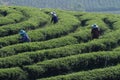 People working in tea plantation.Worker picking tea leaves in tea plantation. Royalty Free Stock Photo