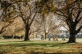17/5/2020 People workout outdoors, the golden autumn at Hagley park, Christchurch, New zealand. During COVID-19 Level 2 situation