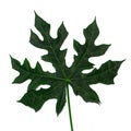 Pepaya leaf with white background Royalty Free Stock Photo