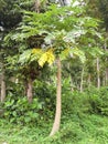 A pepaya tree with fruits that are still unripe& x22;. Royalty Free Stock Photo