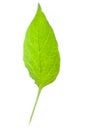 Peper sprout leaf