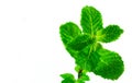 Pepermint fresh isolated on white background Royalty Free Stock Photo