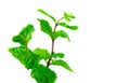 Pepermint fresh isolated on white background Royalty Free Stock Photo