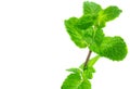 Pepermint fresh isolated on white background Royalty Free Stock Photo