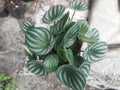 Peperomia argyreia - Royalty Free Stock Photo