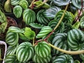 Peperomia argyreia Royalty Free Stock Photo