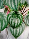 Peperomia argyreia watermelon Royalty Free Stock Photo