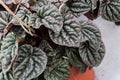 Peperomia Caperata plant